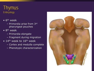 Mediastinal  Pathology  Compartmental  Approach