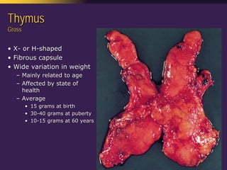 Mediastinal  Pathology  Compartmental  Approach