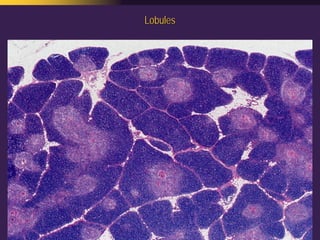 Mediastinal  Pathology  Compartmental  Approach