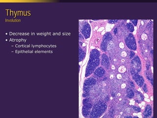 Mediastinal  Pathology  Compartmental  Approach