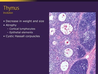 Mediastinal  Pathology  Compartmental  Approach