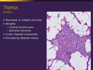 Mediastinal  Pathology  Compartmental  Approach