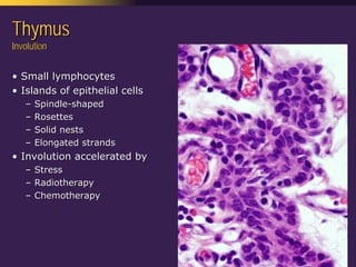 Mediastinal  Pathology  Compartmental  Approach