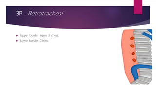 3P . Retrotracheal
 Upper border: Apex of chest.
 Lower border: Carina.
 