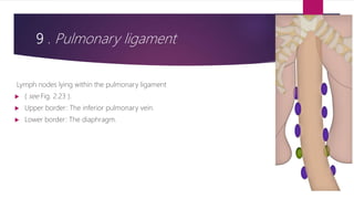 9 . Pulmonary ligament
Lymph nodes lying within the pulmonary ligament
 ( see Fig. 2.23 ).
 Upper border: The inferior pulmonary vein.
 Lower border: The diaphragm.
 