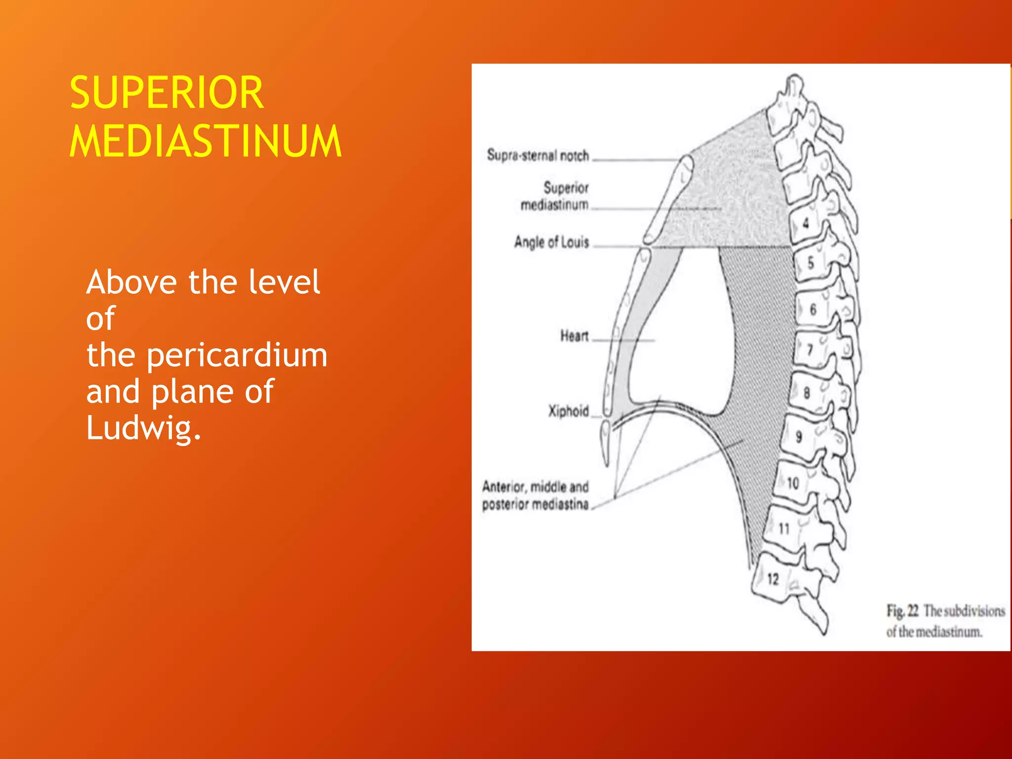 SUPERIOR
MEDIASTINUM
Above the level
of
the pericardium
and plane of
Ludwig.
 
