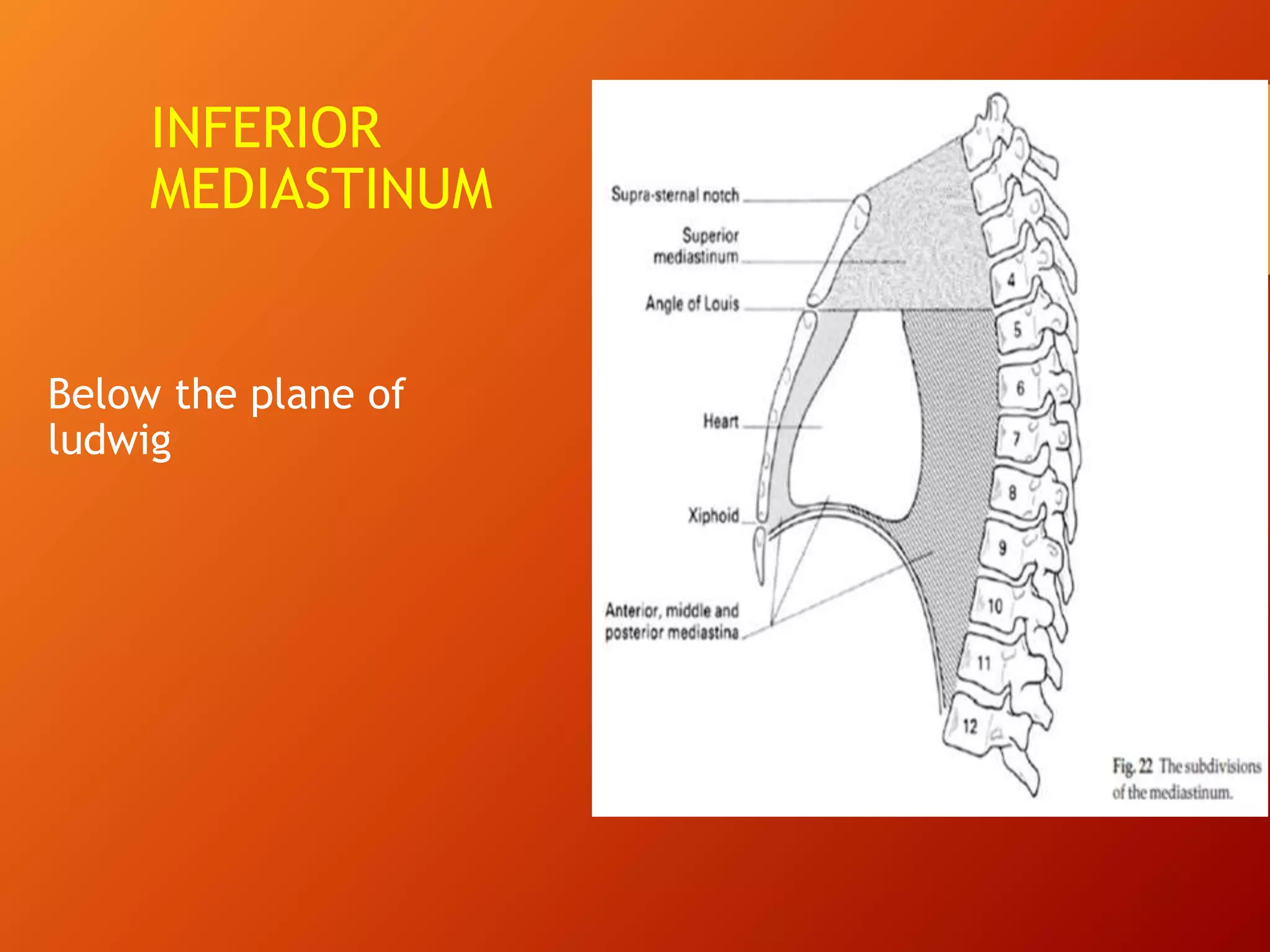 INFERIOR
MEDIASTINUM
Below the plane of
ludwig
 