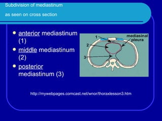 Subdivision of mediastinum  as seen on cross section   anterior  mediastinum (1)  middle  mediastinum (2)  posterior  mediastinum (3)  http://mywebpages.comcast.net/wnor/thoraxlesson3.htm 