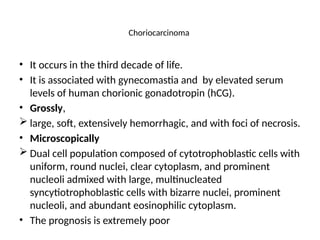Choriocarcinoma
• It occurs in the third decade of life.
• It is associated with gynecomastia and by elevated serum
levels of human chorionic gonadotropin (hCG).
• Grossly,
 large, soft, extensively hemorrhagic, and with foci of necrosis.
• Microscopically
 Dual cell population composed of cytotrophoblastic cells with
uniform, round nuclei, clear cytoplasm, and prominent
nucleoli admixed with large, multinucleated
syncytiotrophoblastic cells with bizarre nuclei, prominent
nucleoli, and abundant eosinophilic cytoplasm.
• The prognosis is extremely poor
 