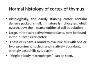 Normal histology of cortex of thymus
• Histologically, the darkly staining cortex contains
densely packed, small, immature lymphocytes, which
overshadow the sparse epithelial cell population .
• Large, mitotically active lymphoblasts, may be found
in the subcapsular cortex.
• These cells have a round to oval nucleus with one or
two prominent nucleoli and relatively abundant,
strongly basophilic cytoplasm.
• “tingible-body macrophages” can be seen.
 