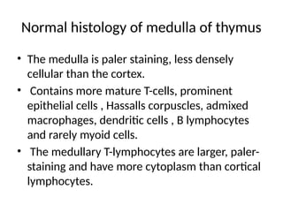 Normal histology of medulla of thymus
• The medulla is paler staining, less densely
cellular than the cortex.
• Contains more mature T-cells, prominent
epithelial cells , Hassalls corpuscles, admixed
macrophages, dendritic cells , B lymphocytes
and rarely myoid cells.
• The medullary T-lymphocytes are larger, paler-
staining and have more cytoplasm than cortical
lymphocytes.
 