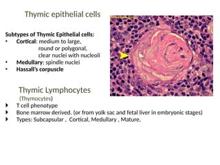 Thymic epithelial cells
Subtypes of Thymic Epithelial cells:
• Cortical: medium to large,
round or polygonal,
clear nuclei with nucleoli
• Medullary: spindle nuclei
• Hassall’s corpuscle
Thymic Lymphocytes
(Thymocytes)
 T cell phenotype
 Bone marrow derived. (or from yolk sac and fetal liver in embryonic stages)
 Types: Subcapsular , Cortical, Medullary , Mature.
 