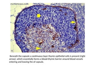 Beneath the capsule a continuous layer thymic epithelial cells is present (right
arrow), which essentially forms a blood-thymic barrier around blood vessels
entering and leaving the of capsule.
 