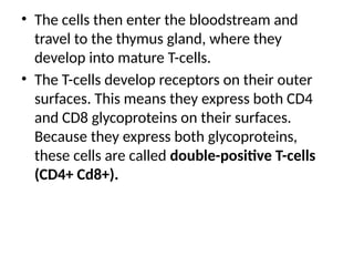 • The cells then enter the bloodstream and
travel to the thymus gland, where they
develop into mature T-cells.
• The T-cells develop receptors on their outer
surfaces. This means they express both CD4
and CD8 glycoproteins on their surfaces.
Because they express both glycoproteins,
these cells are called double-positive T-cells
(CD4+ Cd8+).
 
