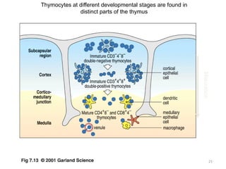 21
Thymocytes at different developmental stages are found in
distinct parts of the thymus
Maturation
 