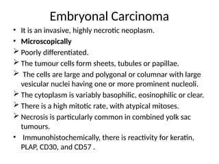 Embryonal Carcinoma
• It is an invasive, highly necrotic neoplasm.
• Microscopically
 Poorly differentiated.
 The tumour cells form sheets, tubules or papillae.
 The cells are large and polygonal or columnar with large
vesicular nuclei having one or more prominent nucleoli.
 The cytoplasm is variably basophilic, eosinophilic or clear.
 There is a high mitotic rate, with atypical mitoses.
 Necrosis is particularly common in combined yolk sac
tumours.
• Immunohistochemically, there is reactivity for keratin,
PLAP, CD30, and CD57 .
 