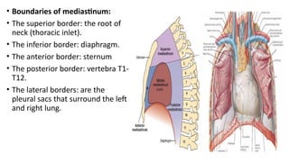 Comprehensive Anatomy of the Mediastinum and Heart Surfaces and Borders ...