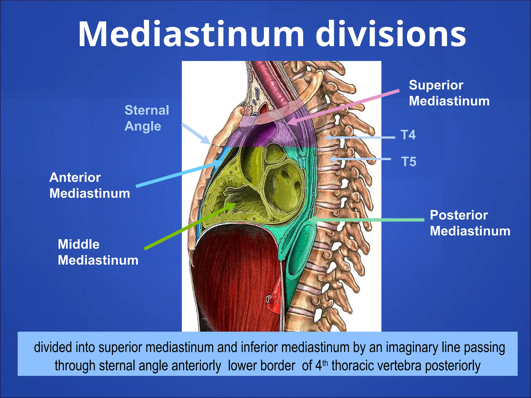 mediastiniumnew-140731113229-phpapp02.pptx