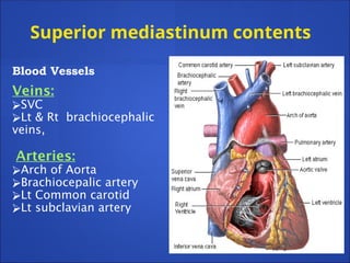 Superior mediastinum contents
Blood Vessels
Veins:
⮚SVC
⮚Lt & Rt brachiocephalic
veins,
Arteries:
⮚Arch of Aorta
⮚Brachiocepalic artery
⮚Lt Common carotid
⮚Lt subclavian artery
 
