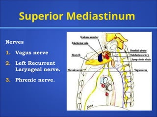 Superior Mediastinum
Nerves
1. Vagus nerve
2. Left Recurrent
Laryngeal nerve.
3. Phrenic nerve.
 