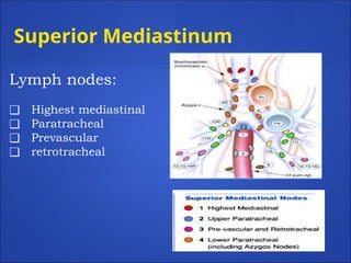 Superior Mediastinum
Lymph nodes:
❑ Highest mediastinal
❑ Paratracheal
❑ Prevascular
❑ retrotracheal
 