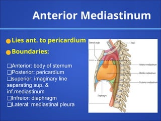Anterior Mediastinum
●Lies ant. to pericardium
●Boundaries:
❑Anterior: body of sternum
❑Posterior: pericardium
❑superior: imaginary line
separating sup. &
inf.mediastinum
❑Infreior: diaphragm
❑Lateral: mediastinal pleura
 