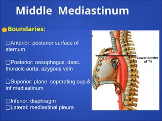 Middle Mediastinum
●Boundaries:
❑Anterior: posterior surface of
sternum
❑Posterior: oesophagus, desc.
thoracic aorta, azygous vein
❑Superior: plane seperating sup.&
inf mediastinum
❑Inferior: diaphragm
❑Lateral: mediastinal pleura
 