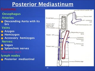 20
Posterior Mediastinum
Contents:
Oesophagus
Arteries
● Descending Aorta with its
brs
Veins
● Azygos
● Hemizygos
● Accessory hemizygos
Nerves:
● Vagus
● Splanchnic nerves
Thoracic duct
lymph nodes
● Posterior mediastinal
 