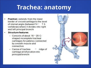 Trachea: anatomy
 
