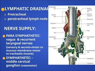 NERVE SUPPLY:
●LYMPHATIC DRAINAGE
⮚ Pretracheal
⮚ paratracheal lymph node
● PARA SYMPHATHETIC:
vagus & recurrent
laryngeal nerves
(sensory & secreto-motor to
mucous membrane motor
to trachealis muscle)
● SYMPHATHETIC: -
middle cervical
ganglion (vasomotor)
 