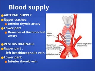 Blood supply
●ARTERIAL SUPPLY
●Upper trachea
● Inferior thyroid artery
●Lower part
● Branches of the bronchial
artery
●VENOUS DRAINAGE
●Upper part :
left brachiocephalic vein
●Lower part:
● Inferior thyroid vein
 