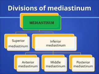 Divisions of mediastinum
 