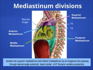 Superior
Mediastinum
Posterior
Mediastinum
Anterior
Mediastinum
Middle
Mediastinum
Sternal
Angle
T4
T5
divided into superior mediastinum and inferior mediastinum by an imaginary line passing
through sternal angle anteriorly lower border of 4th
thoracic vertebra posteriorly
Mediastinum divisions
 