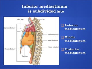 Inferior mediastinum:
is subdivided into
❑ Anterior
mediastinum
❑ Middle
mediastinum
❑ Posterior
mediastinum
 