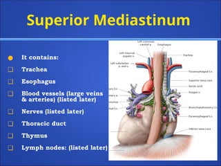 Superior Mediastinum
● It contains:
❑ Trachea
❑ Esophagus
❑ Blood vessels (large veins
& arteries) (listed later)
❑ Nerves (listed later)
❑ Thoracic duct
❑ Thymus
❑ Lymph nodes: (listed later)
 