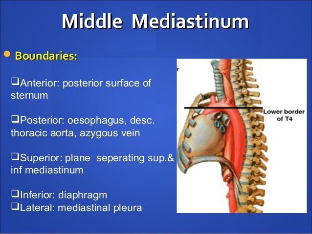 Superior Mediastinum Boundaries