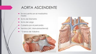 AORTA ASCENDENTE
 Se encuentra en el mediastino
medio
 3cms de Diametro
 5cms de Largo
 Cubierta por el pericardio
 Termina (Art. Manubrioesternal)
 * 3 senos de Valsalva
 