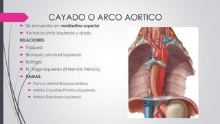 CAYADO O ARCO AORTICO
 Se encuentra en mediastino superior
 Va hacia atrás izquierda y abajo
RELACIONES
 Tráquea
 Bronquio principal izquierdo
 Esófago
 N. Vago Izquierdo (R:Nervios Frénico).
 RAMAS:
 Tronco arterial Braquiocefálico
 Artetia Carotida Primitiva Izquierda
 Arteria Subclavia Izquierda
 