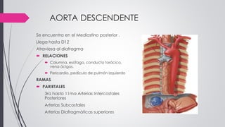 AORTA DESCENDENTE
Se encuentra en el Mediastino posterior .
Llega hasta D12
Atraviesa al diafragma
 RELACIONES
 Columna, esófago, conducto torácico,
vena ácigos.
 Pericardio, pedículo de pulmón izquierdo
RAMAS
 PARIETALES
3ra hasta 11ma Arterias Intercostales
Posteriores
Arterias Subcostales
Arterias Diafragmáticas superiores
 
