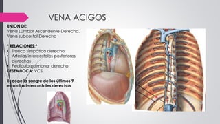 VENA ACIGOS
UNION DE:
Vena Lumbar Ascendente Derecha.
Vena subcostal Derecha
* RELACIONES:*
• Tronco simpático derecho
• Arterias intercostales posteriores
derechas
• Pedículo pulmonar derecho
DESEMBOCA: VCS
Recoge la sangre de los últimos 9
espacios intercostales derechos
 