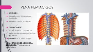 VENA HEMIACIGOS
 UNION DE:
 Vena Lumbar Ascendente
Izquierda
 Vena subcostal Izquierda
 * RELACIONES:*
• Tronco simpático izquierdas
• Arterias intercostales posteriores
izquierdas
 DESEMBOCA: Vena ácigos
VENA HEMIACIGOS ACCESORIA
DESEMBOCA: Vena ácigos o
hemiácigos
 