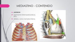 MEDIASTINO - CONTENIDO
 ANTERIOR
 Ligamentos Esternopericardicos,
timo.
 Arteria y vena mamaria interna
 