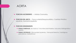 AORTA
 PORCION ASCENDENTE ---- Arterias Coronarias.
 PORCION DEL ARCO --- Tronco arterial Braquiocefálico, Carótida Primitiva
Izquierda, Subclavia Izquierda.
 PORCION DESDENDENTE:
 RAMAS PARIETALES: 3ra hasta la 11ma Intercostal Posterior, Subcostal, Diafragmática
superior.
 RAMAS VISCERALES: 2 Bronquiales Izquierdas, 1 Bronquial Derecha, 2 esofágicas,
pericárdicas, mediastínicas
 