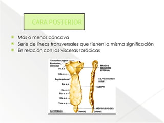 Comprehensive Anatomical Overview of the Thorax and Mediastinum ...