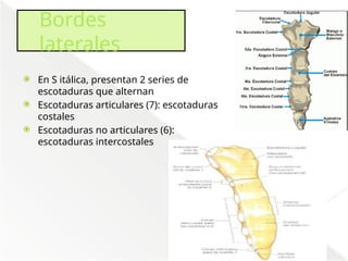 Comprehensive Anatomical Overview of the Thorax and Mediastinum ...