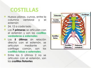 Comprehensive Anatomical Overview of the Thorax and Mediastinum ...