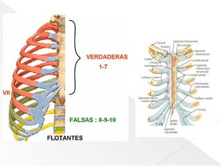 Comprehensive Anatomical Overview of the Thorax and Mediastinum ...