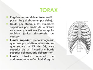 Comprehensive Anatomical Overview of the Thorax and Mediastinum ...