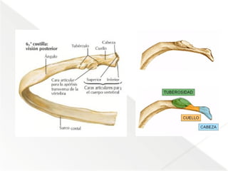 Comprehensive Anatomical Overview of the Thorax and Mediastinum ...