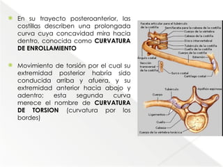 Comprehensive Anatomical Overview of the Thorax and Mediastinum ...